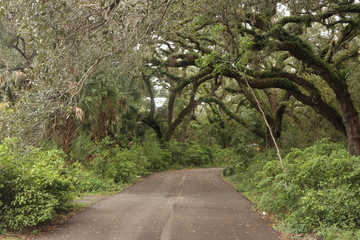 road in forest