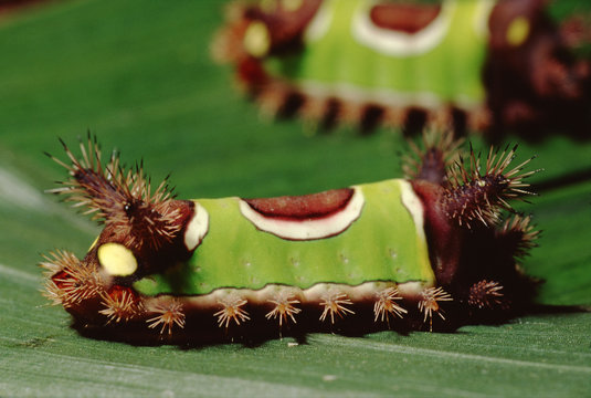 Saddleback Caterpillar (Acharia Stimulea)
