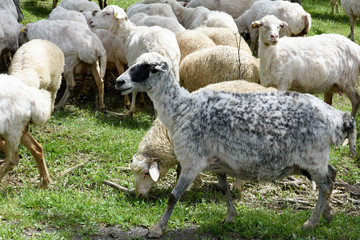 Rams and sheeps grazing in the field of Alazani valley, Kakheti. Cattle breeding in Georgia.