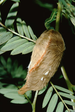 Southern Flannel Moth Puss Caterpillar (Megalopyge Opercularis)