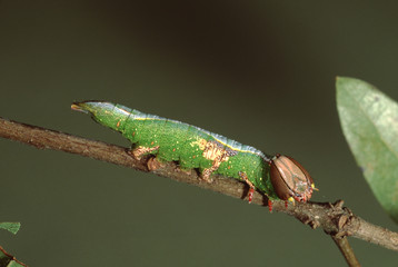 Tenacled Prominent Moth Caterpillar (Cerum Multiscipta)