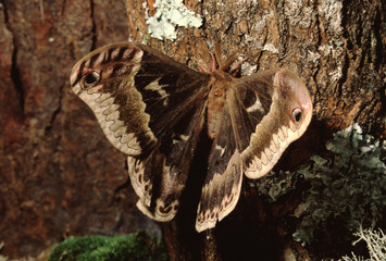 Tuliptree Silkmoth (Callosamia Angulifera)