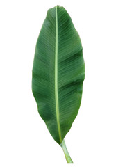 Green banana leaf isolated on white background