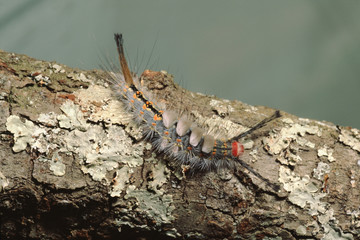 White-Marked Tussock Moth Caterpillar (Orgyia Leucostigma)
