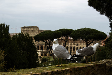 White seagull in front of the Roman Colosseum