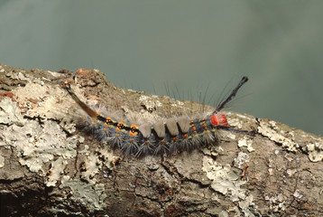 White-Marked Tussock Moth Caterpillar (Orgyia Leucostigma)
