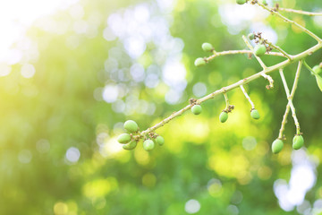 Mango flowers blooming in summer	