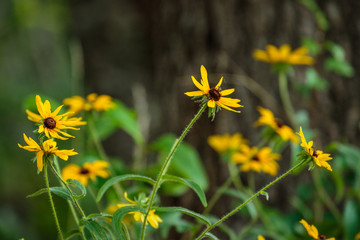 Joppa Wildflowers