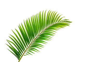 Obraz premium leaves of coconut isolated on white background, summer background