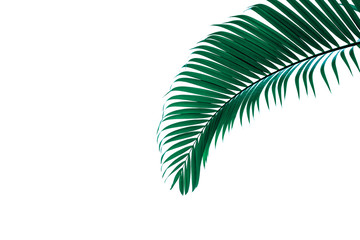 tropical coconut leaf isolated on white background, summer background
