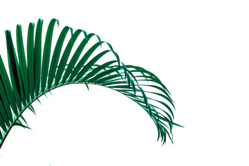 tropical coconut leaf isolated on white background, summer background