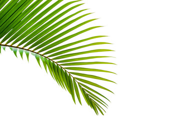 leaves of coconut isolated on white background, summer background