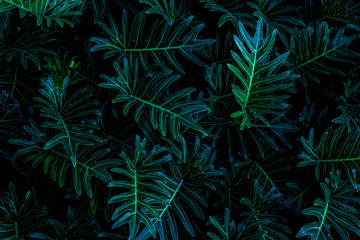 Naklejka na ściany i meble abstract green leaf texture, dark blue tone nature background, tropical leaf