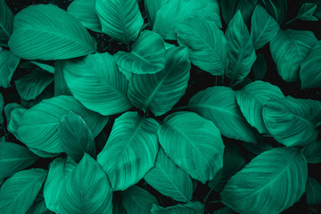 leaves of Spathiphyllum cannifolium, abstract green texture, nature background, tropical leaf