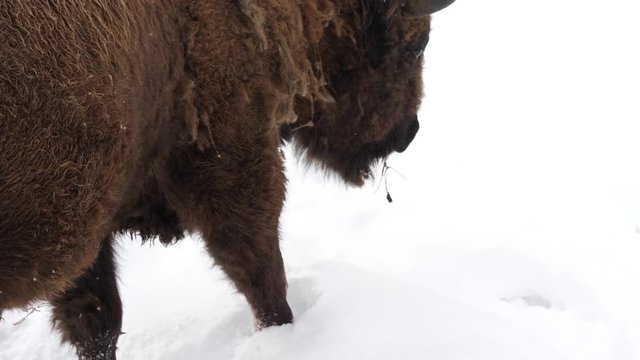 Altay bison in the winter forest