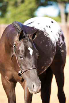Appaloosa Headshot
