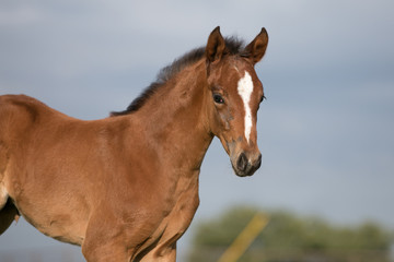 Obraz premium Foals