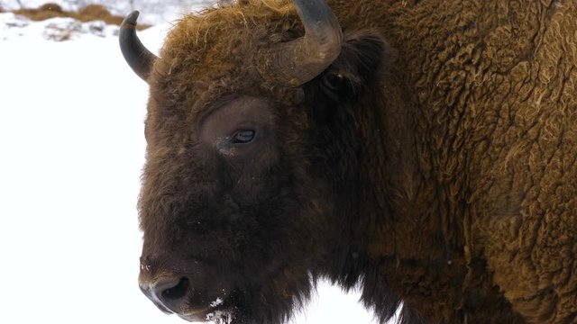 Altay bison in the winter forest