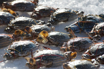 Crab group (that is wrapped by rubber band) on ice flake in an ice bucket