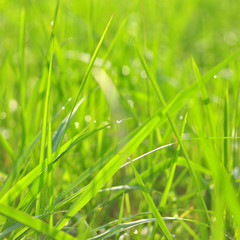 grass with water drops