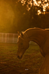 Thoroughbred at Golden Hour
