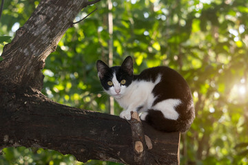 The cute kitten is stuck on the tree