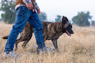 A young man is walking beside his dutch shepherd dog at meadow in the countryside