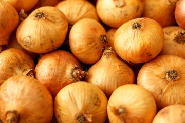 Onion bulbs collected in the garden, close-up