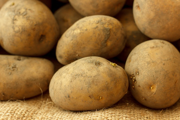 Fresh potato tubers, with a new crop, collected in the garden, close-up.
