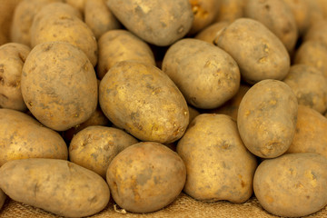 Fresh potato tubers, with a new crop, collected in the garden, close-up.