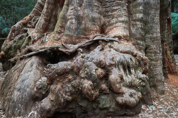 Dip Falls Forest Reserve, Tasmania, Australia