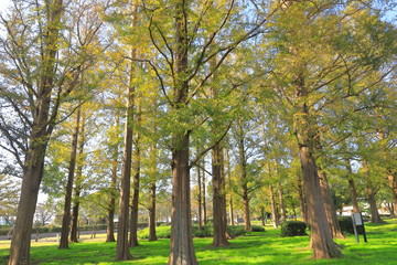 Autumn leaves of metasequoia