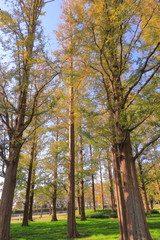 Fototapeta premium Autumn leaves of metasequoia