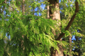 Fototapeta na wymiar Autumn leaves of metasequoia