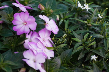 pink flowers in the garden