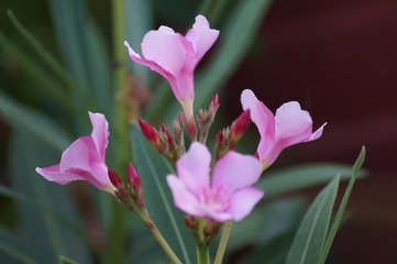 pink flowers in the garden