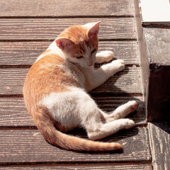 Ginger kitten lying on the floor