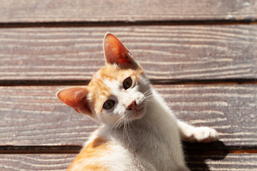 Ginger kitten lying on the floor