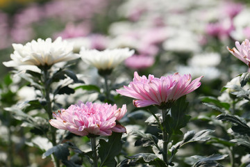 Beautiful blooming Pink chrysanthemum flower in garden