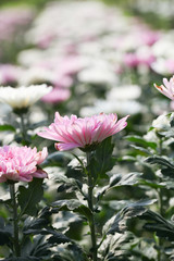 Obraz premium Beautiful blooming Pink chrysanthemum flower in garden
