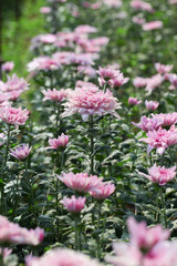 Beautiful blooming Pink chrysanthemum flower in garden