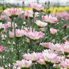 Beautiful blooming Pink chrysanthemum flower in garden