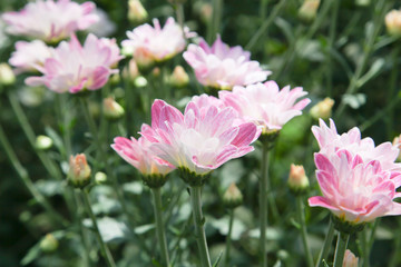 Fototapeta na wymiar Beautiful blooming Pink chrysanthemum flower in garden