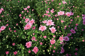 Fototapeta premium Beautiful blooming Pink chrysanthemum flower in garden