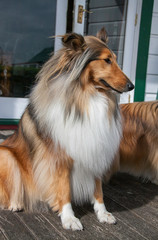 Stunning young pedigree female black and sable rough coated collie