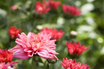 Beautiful blooming Pink chrysanthemum flower in garden