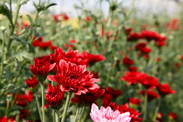 Beautiful blooming Pink chrysanthemum flower in garden