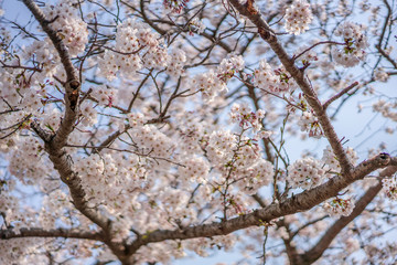 close up marco full bloom cherry blossom beauiful Sakura tree at japan cherry blossom  forecast pink asian flower perfact season to travel and enjoy japanese culture idea long weekend holiday relax