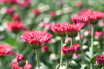 Beautiful blooming Pink chrysanthemum flower in garden