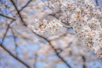 close up marco full bloom cherry blossom beauiful Sakura tree at japan cherry blossom  forecast pink asian flower perfact season to travel and enjoy japanese culture idea long weekend holiday relax